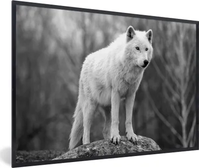 Produktbild von MuchoWow® MuchoWow® Gerahmtes Poster Wolf auf einem Stein - schwarz und weiß 90x60 cm - Poster mit zchwarzem Bilderrahmen - Fotorahmen - Foto-Plakat