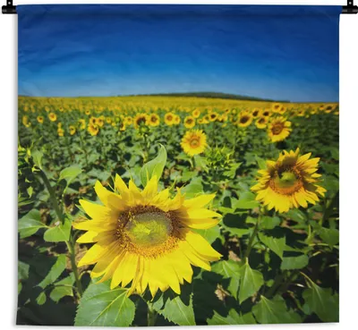Produktbild von MuchoWow® Wandteppich Wandbehang Sonnenblumen unter einem klaren blauen Himmel 150x150 cm Tapisserie Dekoration Wandtuch - Wohnaccessoires - Modernes