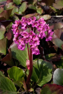 Produktbild von Bergenia cordifolia 'Oeschberg', Riesensteinbrech, rosa, ca. 11x11 cm Topf
