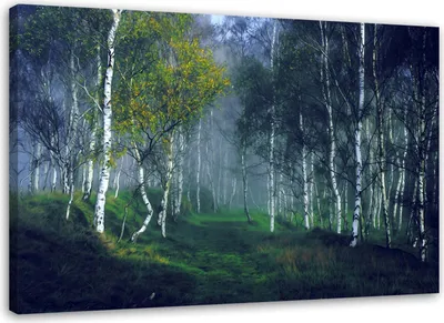 Produktbild von Leinwandbild birkenwald im nebel 100x70 cm Feeby blau wandbild bereit zum aufhängen