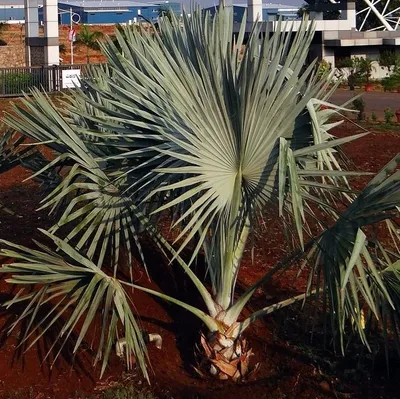 Produktbild von Bismarckpalme (Bismarckia nobilis) - 2 Samen