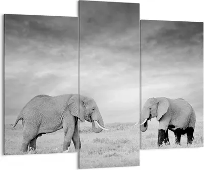 Produktbild von Bild auf Leinwand - Leinwandbild - 3 Teile - Elefanten Schwarzweiß Safari - 130x100cm - Wand Bild - Wanddeko - Wandbilder - Leinwanddruck - Bilder - Wanddekoration - Leinwand bilder - CB130x100-4186