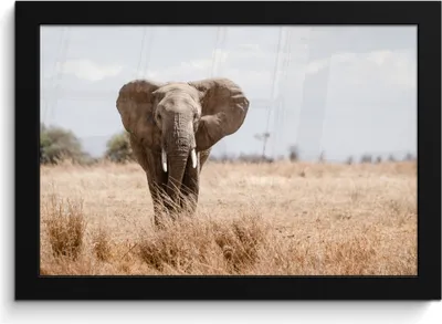 Produktbild von MuchoWow® MuchoWow® Gerahmtes Poster Elefant - Natur - Tiere - Porträt 30x20 cm - Poster mit zchwarzem Bilderrahmen - Kunstdruck - Bild-Poster