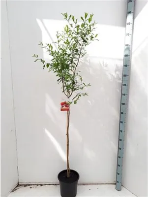 Obrázek produktu pro Granátovník 'Tendral de Valencia' 150-170 cm - Punica granatum - Ovocný strom - Granátovníky