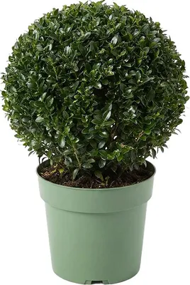 Image de Bloomique - Ilex Crenata Jenny - Houx japonais - Feuillage Persistant - Rustique - Plante balcon - Plante jardin - Hauteur 30-40 cm - Pot 17 cm