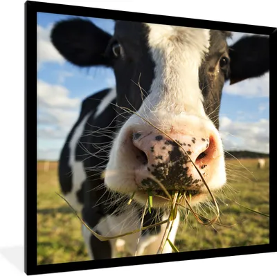 Produktbild von MuchoWow® Gerahmtes Poster Kuh - Licht - Gras 40x40 cm - Poster mit Schwarzem Bilderrahmen Wandposter Rahmen Foto Bilder - Mit Rahmen - Wanddekoration Schlafzimmer