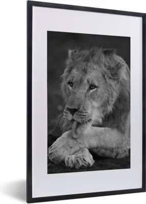 Produktbild von MuchoWow® Gerahmtes Poster Löwe - Wild - Schwarz 40x60 cm - Poster mit Schwarzem Bilderrahmen Wandposter Rahmen Foto Bilder - Poster in Rahmen