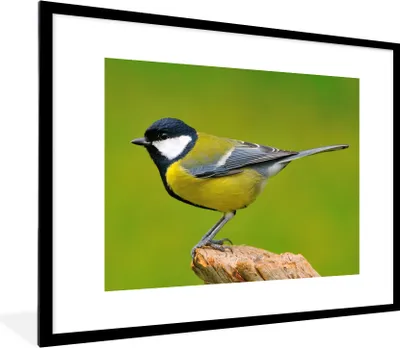 Produktbild von MuchoWow® Gerahmtes Poster Vogel - Kohlmeise - Tiere - Grün 80x60 cm - Poster mit Schwarzem Bilderrahmen Wandposter Rahmen Foto Bilder - Schlafzimmer-Dekorationen - Fotoposter