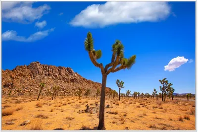 Produktbild von Wallario Wandbild Palmlilie im Nationalpark Yucca Valley  Wüstenlandschaft, Größe: 61 x 91,50 cm, Poster mit weißem Aluminiumrahmen