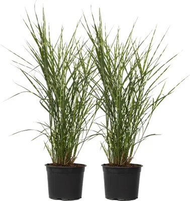 Zdjęcie produktu dla Miskant chiński - 2 szt - Miscanthus sinensis 'Zebrinus' - W20-30cm - ⌀23cm