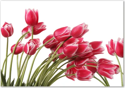 Produktbild von Tulup® Glas-Bild - 100 x 70 - Wandbild aus Glas - Wandkunst - Wandbild hinter gehärtetem Sicherheitsglas - Blumen & Pflanzen - Rote Tulpen - Rot