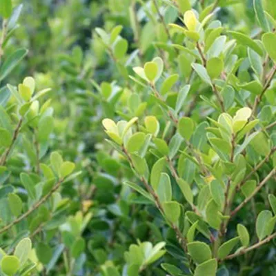 Obrázek produktu pro 2 x Keř japonský 'Green Hedge' (Ilex crenata) | 30-40 cm, v květináči