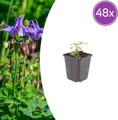 Zdjęcie produktu dla Aquilegia vulgaris | 48 sztuk - 10-25cm - Ø9cm - Roślina ogrodowa