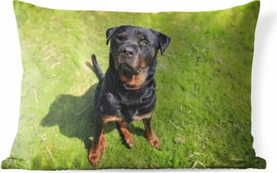 Produktbild von MuchoWow® Outdoor Kissen - Rottweiler schaut seinen Besitzer an - 50x30 cm - Wetterfest - Lounge Kissen - Sofa kissen - Wohnzimmer Dekoration