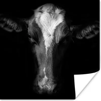 Produktbild von MuchoWow® Poster Kuh - Tiere - Schwarz 75x75 cm - Wand Dekoration