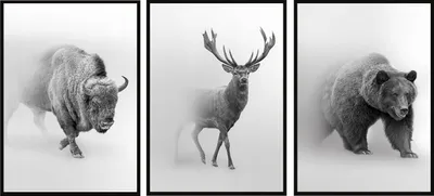 Obrázok produktu pre RÁMOVANÝ OBRAZ 73x53cm triptych súbor 3 obrazov zvieratá jeleň zubor P1021