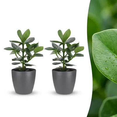 Image de Clusia Princess - Clusia - 2 plantes - avec pot gris - 30-40cm - Ø12cm