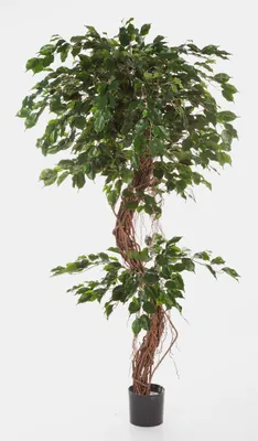 Produktbild von artplants.de Künstlicher Ficus Baum Exotica, 180cm - Kunstficus - Kunstbaum