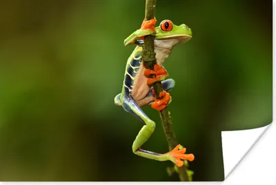 Produktbild von MuchoWow® Poster Frosch - Regenwald - Zweig 90x60 cm - Schlafzimmer