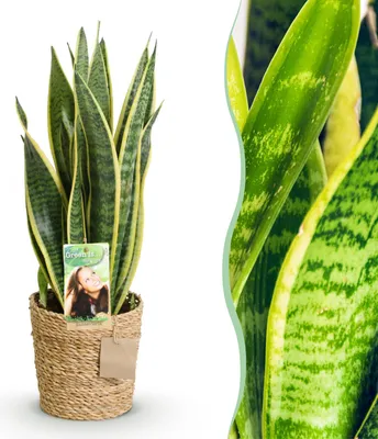 Image de Green BoutiQ - Green is... Plantes d'intérieur - Sansevieria Laurentii - Langue de belle-mère - Peu d'entretien - avec panier - Vert - 1 plante - Pot 17 cm - Hauteur 60-70 cm