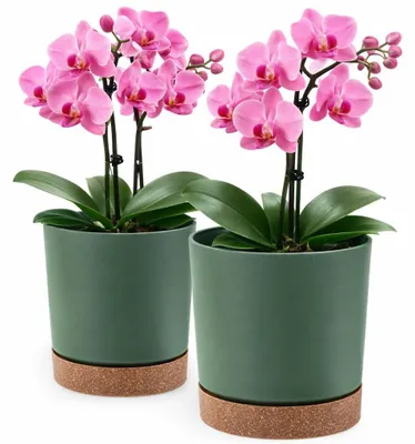 Immagine prodotto di Set di 2 vasi decorativi in plastica, diametro 24 cm, colore verde