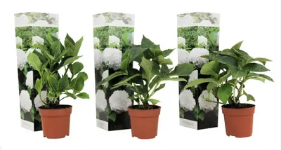 Obrázek produktu pro sada 3 hortenzií "Wudu" - Hortenzie zahradní ušlechtilá | Hortenzie hospodářská | Hortenzie kulovitá, 20-30 cm včetně květináče