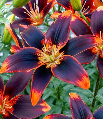 Produktbild von BALDUR Garten Lilie Forever Susan,3 Zwiebeln, Lilium Asiaticum, winterharte und mehrjährige Lilie, Zwiebelumfang 16-18 cm, Lilienzwiebeln, Blumenzwiebeln, bienenfreundlich, schmetterlingsfreundlich