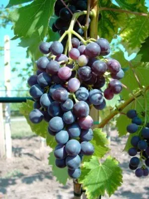 Produktbild von Weinrebe `Blauer Muskateller´ im 9x9cm Topf