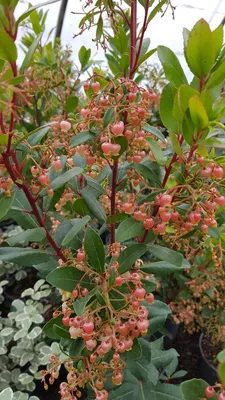Image de Arbutus unedo 'Rubra' / Arbousier ou Arbre aux fraises à fleurs rouge