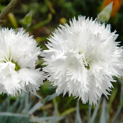Close-up of two white, fluffy carnation flowers with green buds and foliage in the background.