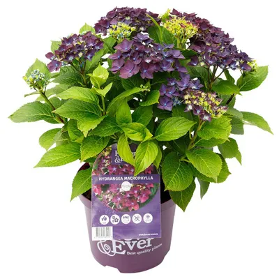 Produktbild von Green boutiQ - Balkonpflanze - Hortensie - Hydrangea Forever & Ever - Lila - 7-12 Blumen - 2 Pflanzen - Topf 23cm Höhe 55cm