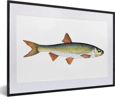 Produktbild von MuchoWow® MuchoWow® Gerahmtes Poster Realismus - Fisch - Karpfen 60x40 cm - Poster mit zchwarzem Bilderrahmen - Schlafzimmer - Plakat in Rahmen - Drucken