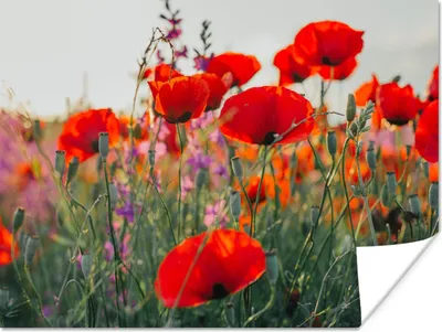 Produktbild von MuchoWow® Poster Mohn - Blumen - Rot - Lila - Wiese 160x120 cm - Foto Plakat