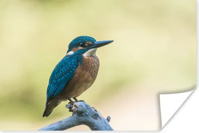 Produktbild von MuchoWow® Poster Eisvogel - Zweig - Vogel 60x40 cm - Schlafzimmerdekoration