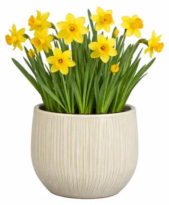 Produktbild von Mica Decorations Pflanzentopf - Keramik - weis glanzend / gerippt - D24 x H22 cm - Blumentopf Pablo