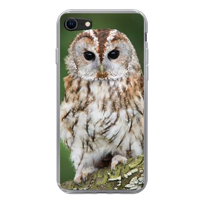 Produktbild von MuchoWow® Handyhülle Schutzhülle Hülle für iPhone SE 2020 Braune Eule sitzt auf einem Baum Silikon Softcase Handy Hülle - Kartenbesitzer