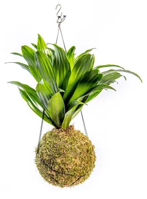 Obrázok produktu pre Gardners Kokedama Dracaena fragrans mix (L)