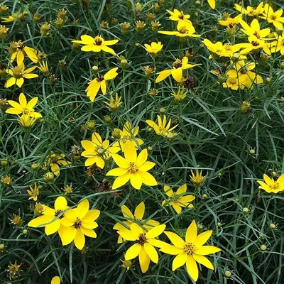 Obrázok produktu pre 6 ks: Kvetináčik 'Zagreb' (Coreopsis verticillata) | Kvetináč 9 cm x 9 cm
