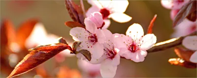 Produktbild von Wallario selbstklebendes Poster - Frühlingsgefühle II - Kirschblüten in Nahaufnahme, Größe: 50 x 125 cm