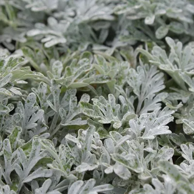 Produktbild von 6 x Gabelblättriger Silber Wermut - Artemisia stelleriana 'Boughton Silver'  | Topf 9cm x 9cm