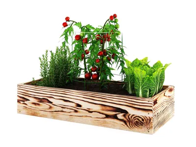 A wooden planter box filled with plants, including tomatoes, herbs, and lettuce, on a white background.