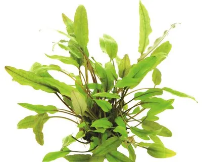 Obrázek produktu pro Vodní rostlina Cryptocoryne beckettii