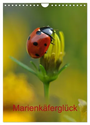 Produktbild von Marienkäferglück (Wandkalender 2027 DIN A4 hoch), CALVENDO Monatskalender