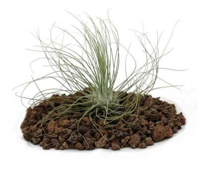 Produktbild von Tillandsia argentea – lose Pflanze