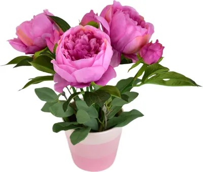 Image de Pivoines violettes 6 fleurs dans un pot en céramique 36x30 cm