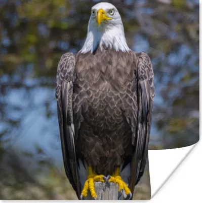 Produktbild von MuchoWow® Poster Ein Weißkopfseeadler sitzt auf einem Holzpfahl 50x50 cm - Wohnzimmerdekoration