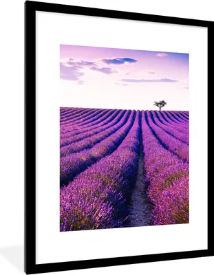 Produktbild von MuchoWow® Gerahmtes Poster Lavendel - Bäume - Lila - Blumen 60x80 cm - Poster mit Schwarzem Bilderrahmen Wandposter Rahmen Foto Bilder - Wohnzimmer - Dekorationen - Prämie