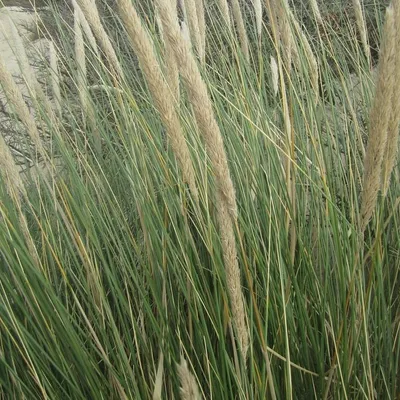 Produktbild von 6 Pflanzen Strandhafer, Ammophila arenaria, winterhart, P9 Topf