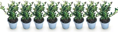 Produktbild von GreenboutiQ - Heckenpflanzen - Ilex crenata Caroline Upright - Blatt Grün - 8 Pflanzen - 1 Laufender Meter - Immergrün - Topf 9cm Höhe 25-30cm