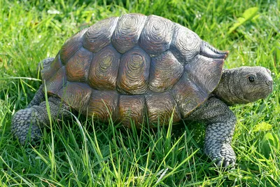 Produktbild von Schildkröte Slowmotion - Länge 34 cm - Gartenfigur Deko Tierwelt